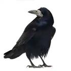 Un cuervo negro