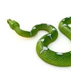 Serpiente verde y blanco