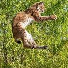 Un gato que salta en el aire
