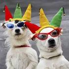 Perros con gafas de sol y sombreros