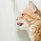 Gato que bebe fuera de grifo de agua