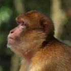 Mono triste, chimpancé