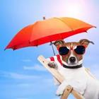 Perro con gafas de sol y sombrilla