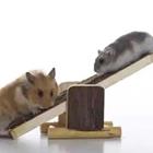 Ratas en la escala