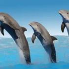 Tres delfines saltando fuera del agua