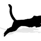 Un gato negro corriendo