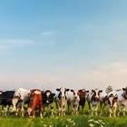 Un grupo de vacas en un campo