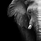 El perfil lateral de un elefante