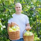 Un hombre que lleva dos cestas de manzanas