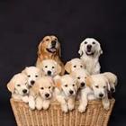 Un montón de cachorros en una cesta