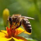 Una abeja en una planta