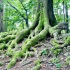 Tronco de árbol y las raíces verdes