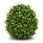 Un objeto planta verde