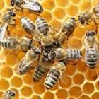 Las abejas con miel