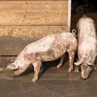 Cerdos en el fango